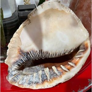 Sea shell huge 9x7x6” very old, good condition,beautiful art of nature